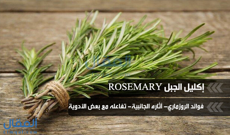 إكليل الجبل Rosemary
