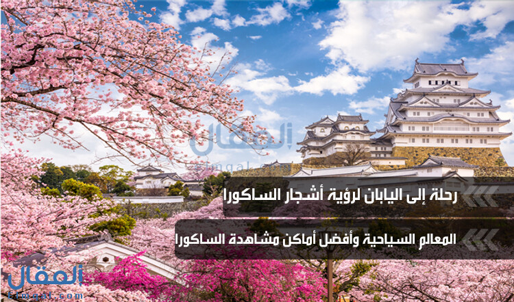 لنستمتع بحلمنا تحت أشجار الساكورا 桜(رحلة إلى اليابان) Cherry blossom
