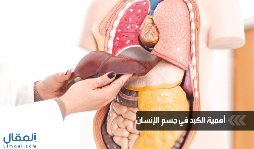 وظائف الكبد وأهميته في جسم الإنسان وبعض النصائح للحفاظ عليه صحته
