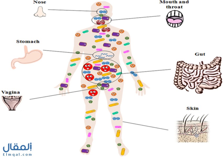 أنواع البكتيريا في جسم الإنسان بين الضرر والنفع