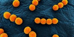 معلومات مهمة عن البكتيريا الكروية وأشكال البكتيريا الأخرى الأكثر شيوعًا