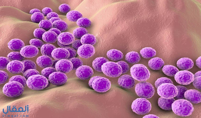 البكتيريا العنقودية ما هي؟ أهم المعلومات عنها وأعراض الإصابة بها