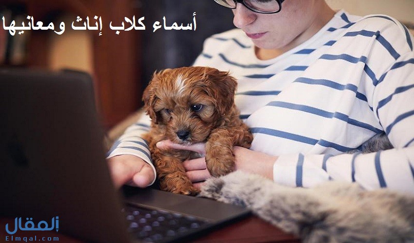 اسماء كلاب اناث ومعانيها منها أسماء عربية وأسماء أجنبية كيوت وحديثة