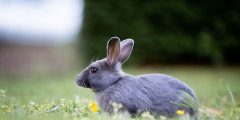 أسماء أرانب جميلة ومتنوعة للذكور والإناث وكيفية اختيار اسم الأرنب الخاص بك