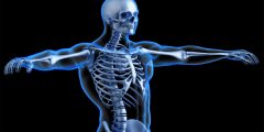 بعض المعلومات التي قد لا تكون تعلمها عن الهيكل العظمي