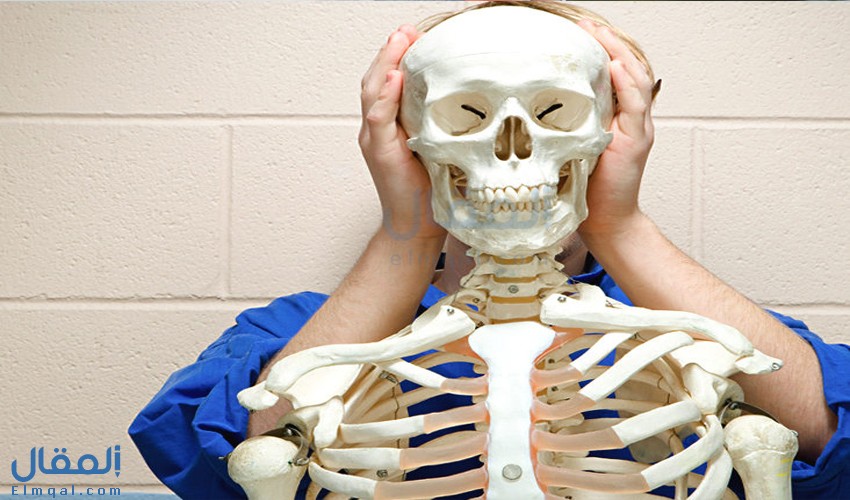 ما هي عظام الجمجمة وعددها ووظيفتها؟