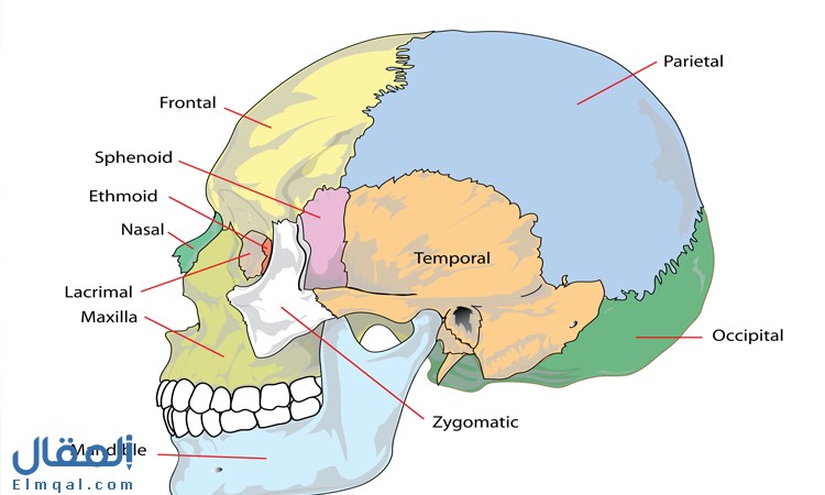 عظام الجمجمة