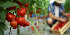 كيفية زراعة الطماطم في أصيص الزرع